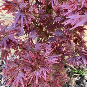 Acer Palmatum 'Aratama'