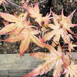 Acer Palmatum<br>'Beni Tsukasa'