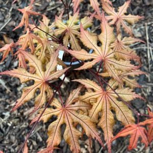 Acer Palmatum 'Amber Ghost'