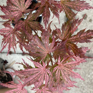 Acer Palmatum 'Ariadne'