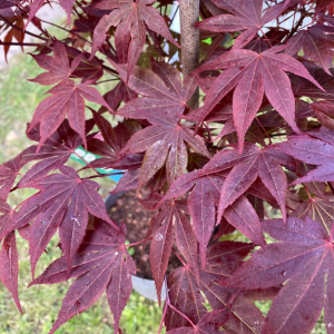 Acer Palmatum 'Atropurpureum'
