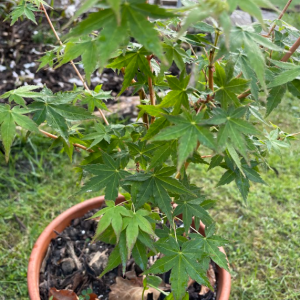 Acer Palmatum 'Bi Hoo'