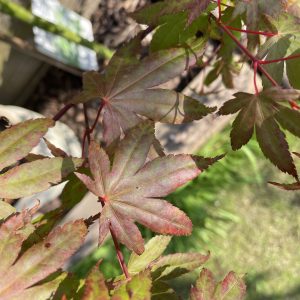 Acer Palmatum 'Brown Sugar'