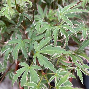 Acer Palmatum 'Butterfly'