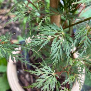 Acer Palmatum 'Emerald Lace'