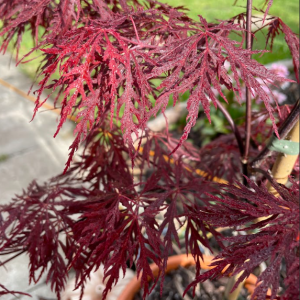 Acer Palmatum 'Firecracker'