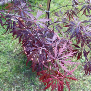 Acer Palmatum 'Garnet'