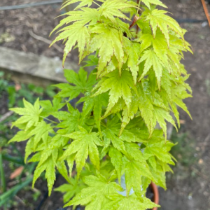 Acer Palmatum 'Going Green'