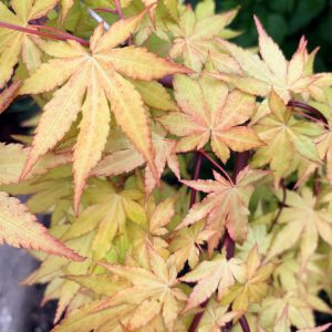 Acer Palmatum<br>'Cascade Gold'