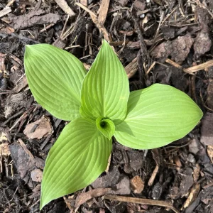 Hosta 'Devon Green'