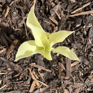 Hosta 'White Feather'