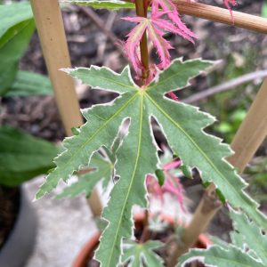 Acer Palmatum 'Iyoshi'