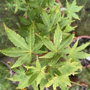 Acer Palmatum 'Japanese Sunrise'