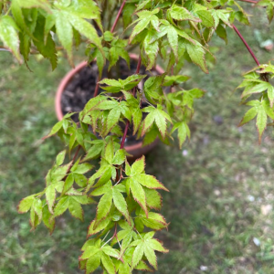 Acer Palmatum 'Little Princess'