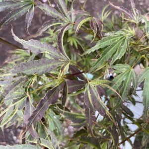 Acer Palmatum 'Manyo No Sato'