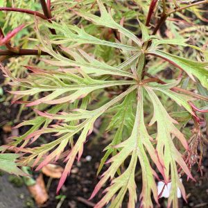 Acer Palmatum<br>'Baldsmith'